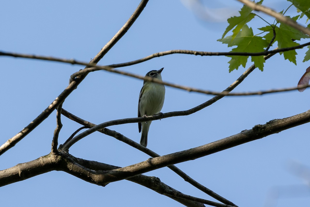 vireo sp. - ML619511300