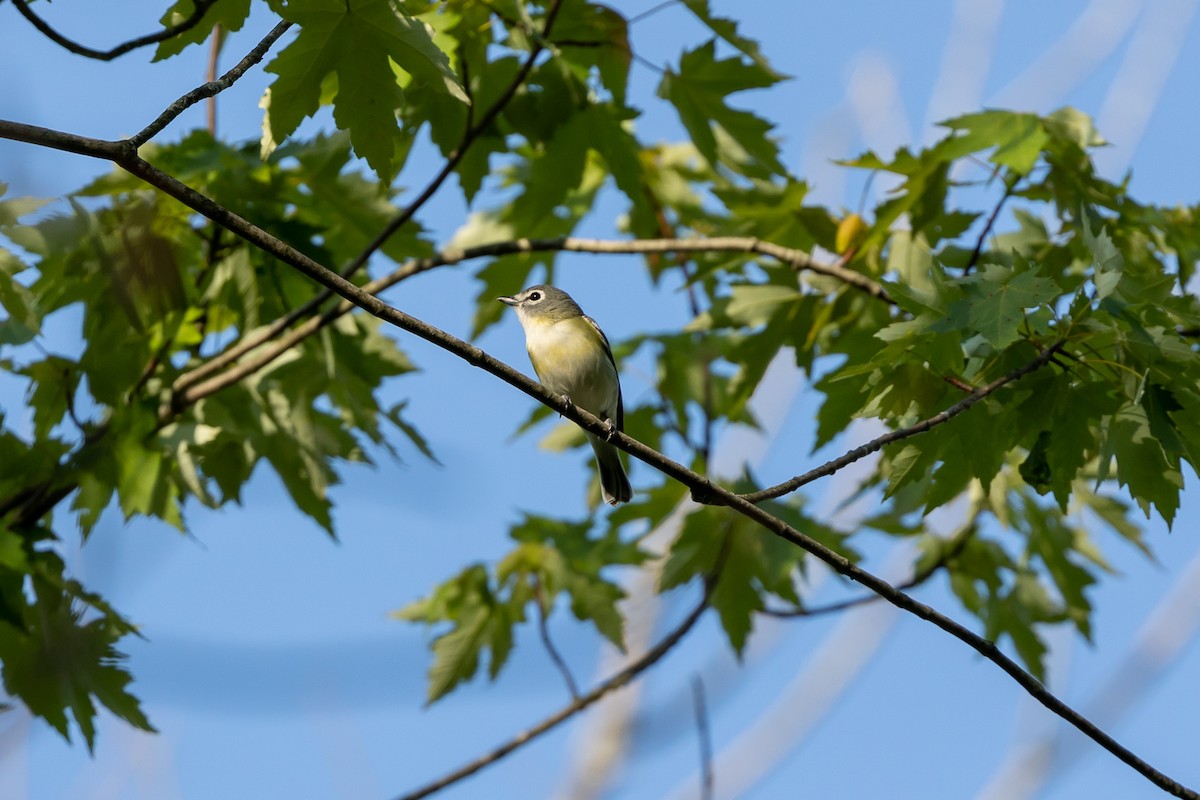 vireo sp. - ML619511301