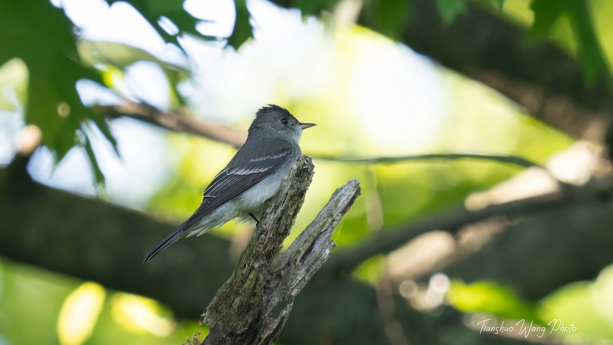 Eastern Wood-Pewee - Tianshuo Wang