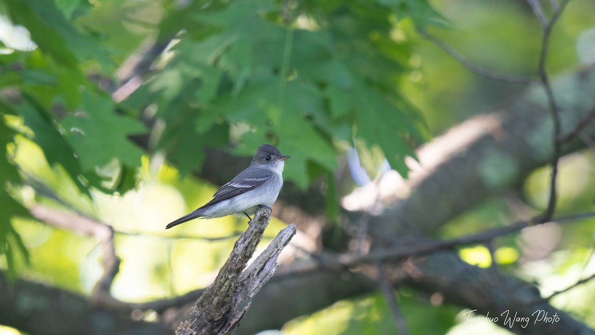 Eastern Wood-Pewee - Tianshuo Wang