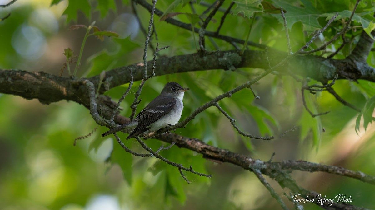 Eastern Wood-Pewee - Tianshuo Wang