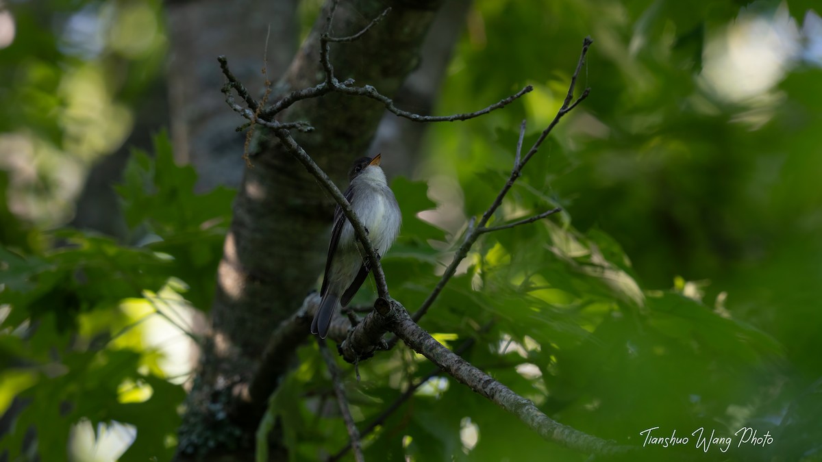 Eastern Wood-Pewee - Tianshuo Wang