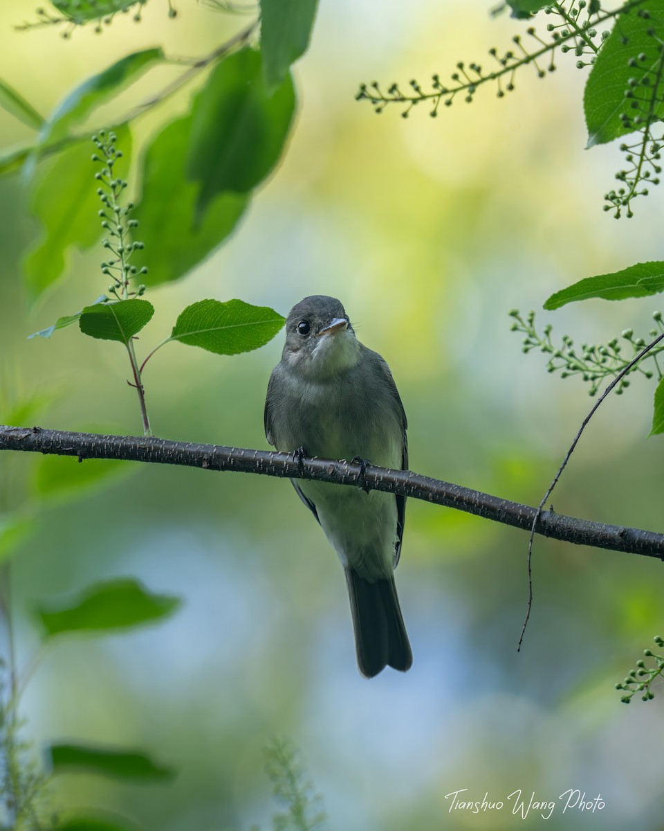 Eastern Wood-Pewee - Tianshuo Wang