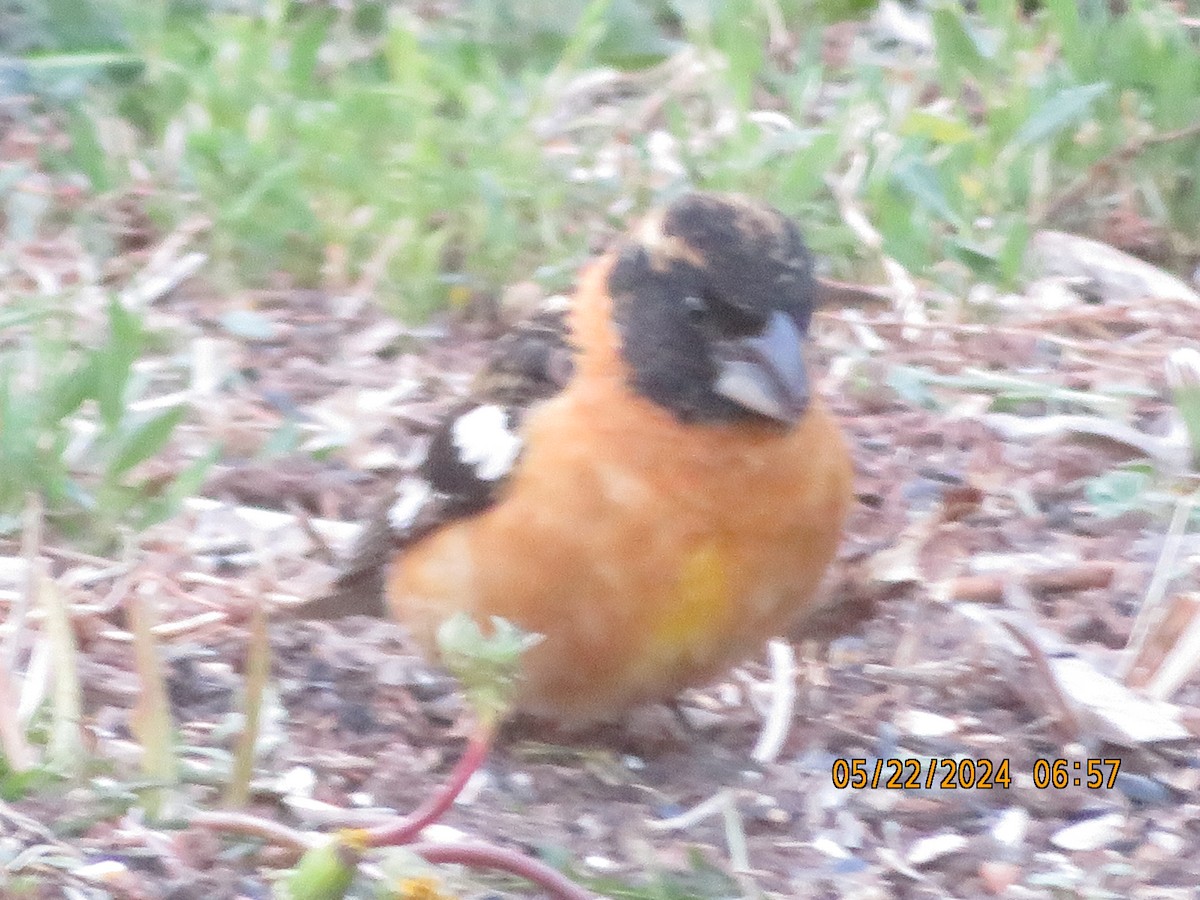 Black-headed Grosbeak - Anonymous