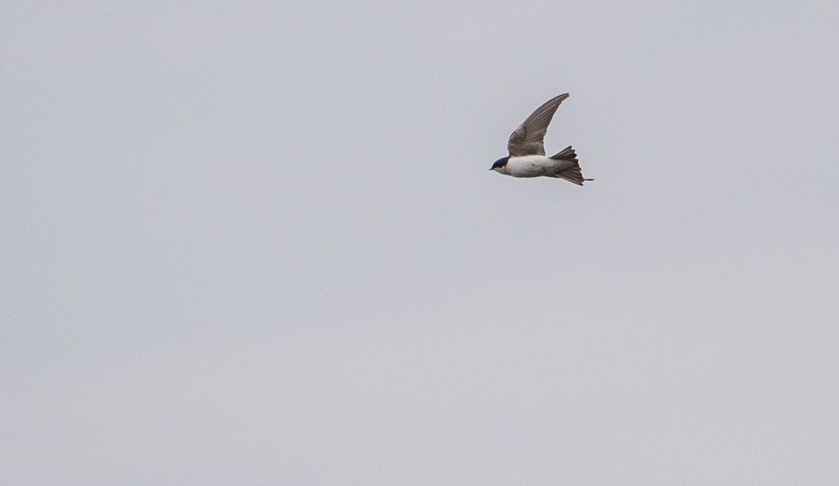 Tree Swallow - Matt M.