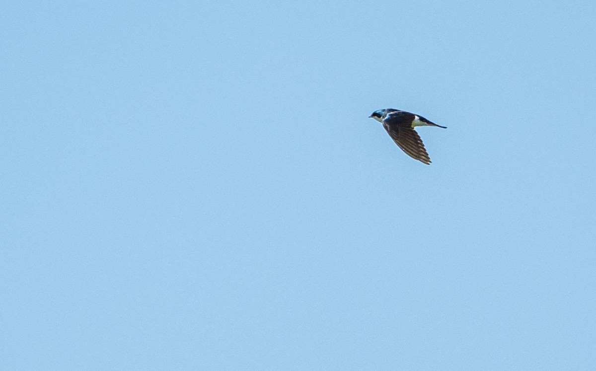 Tree Swallow - Matt M.