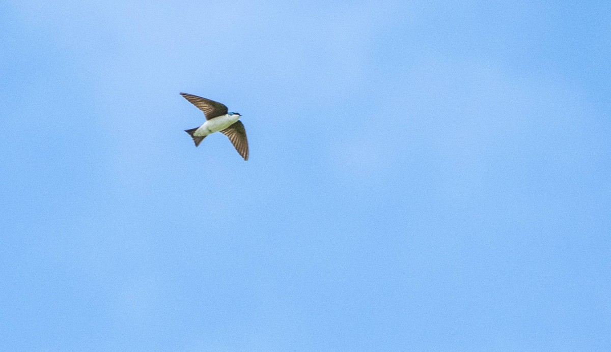 Tree Swallow - Matt M.