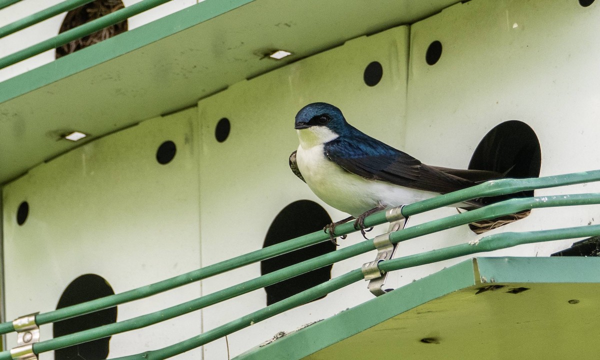 Tree Swallow - Matt M.