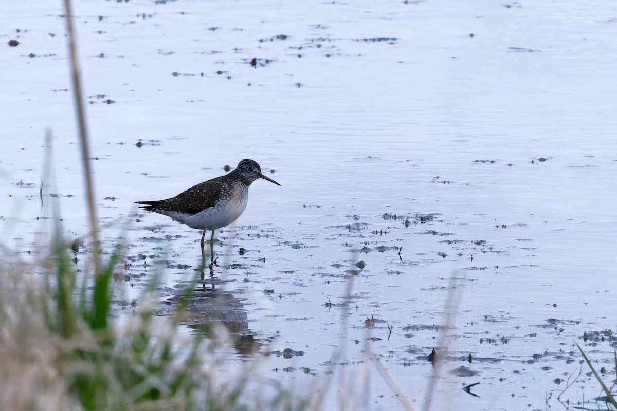 Solitary Sandpiper - ML619511320