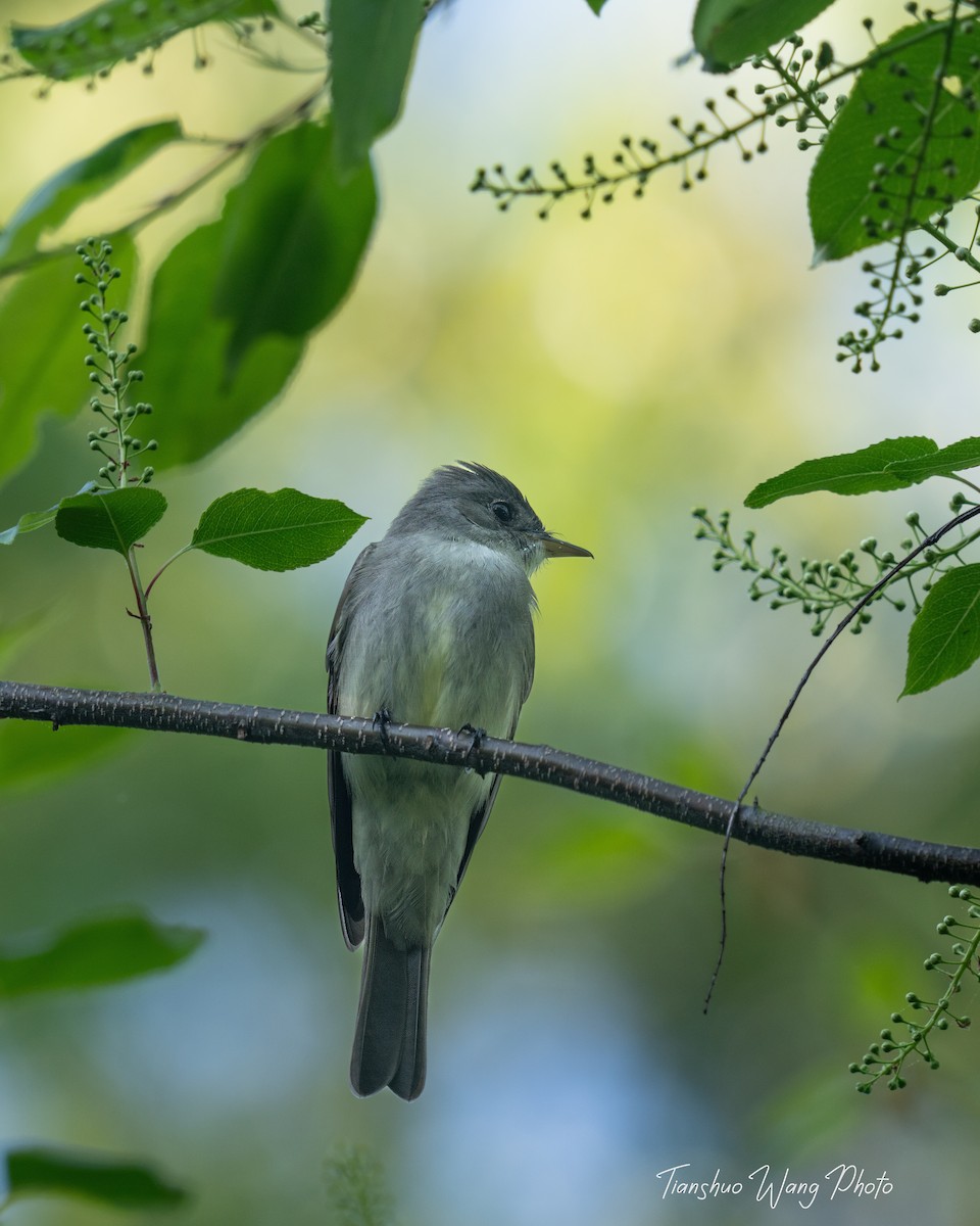 Eastern Wood-Pewee - Tianshuo Wang