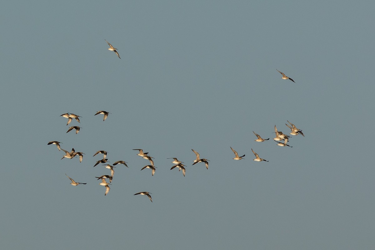 Whimbrel - Paul Bloemendal