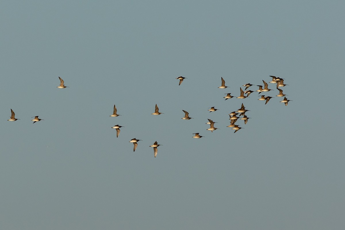 Whimbrel - Paul Bloemendal