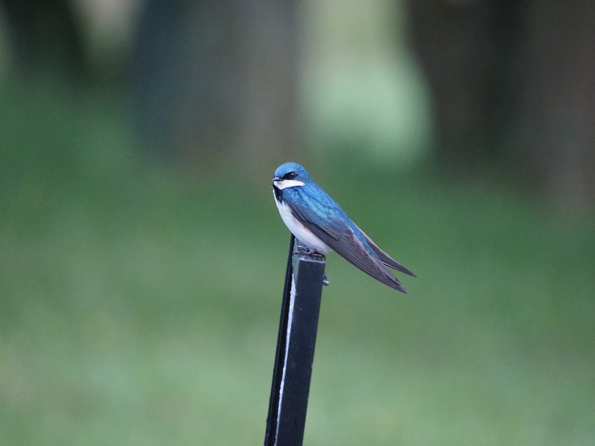 Tree Swallow - Kerry Carmichael