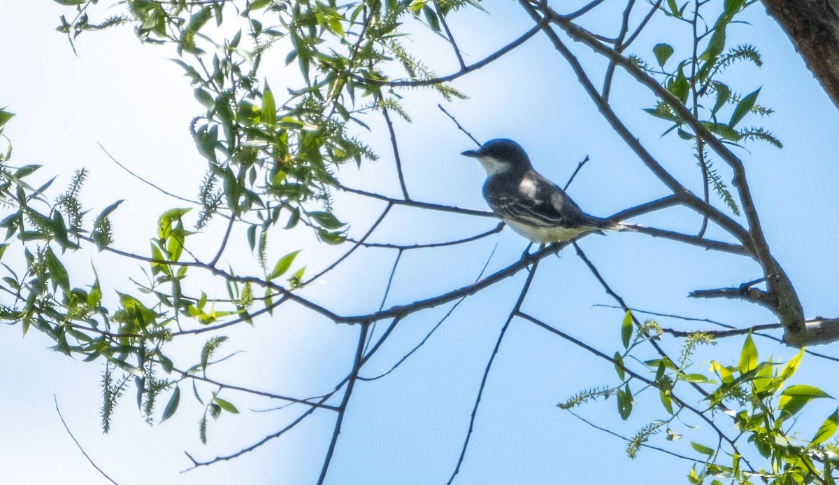 Eastern Kingbird - Matt M.