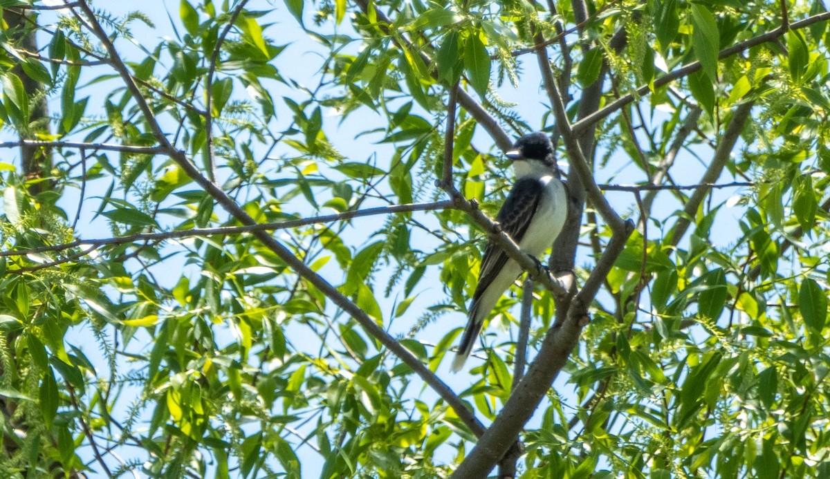 Eastern Kingbird - Matt M.