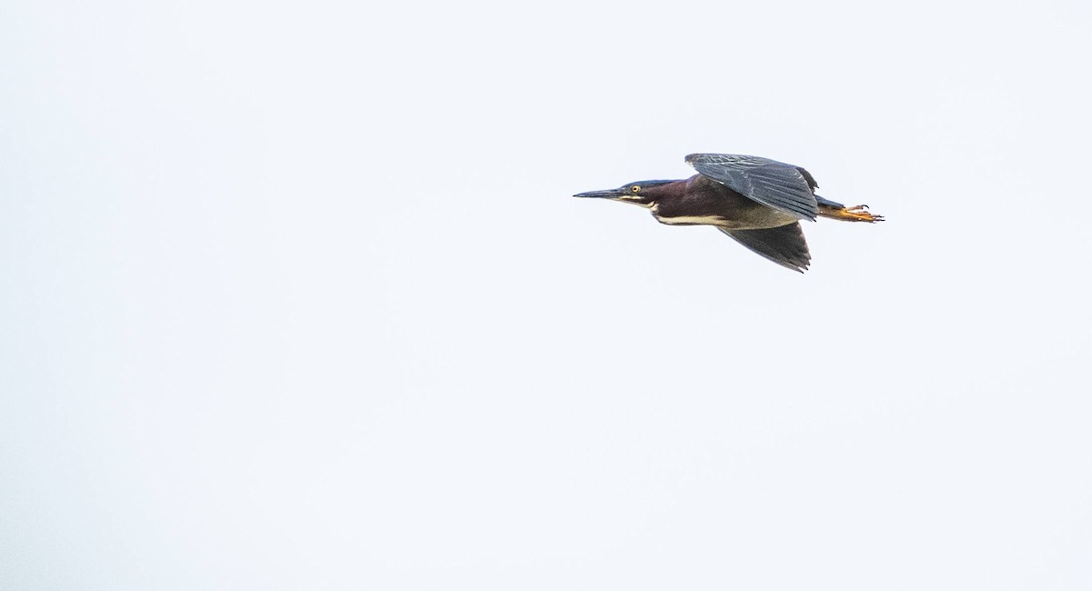 Green Heron - Matt M.