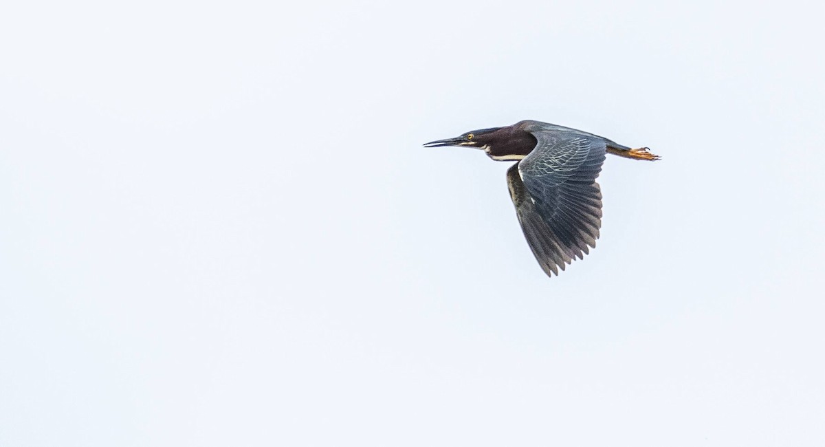 Green Heron - Matt M.