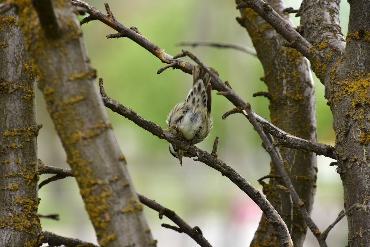 Black-and-white Warbler - ML619511346