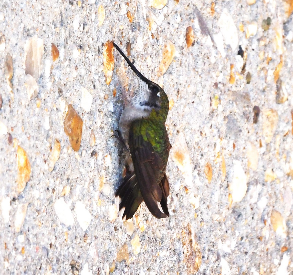 Colibri à gorge rubis - ML619511347