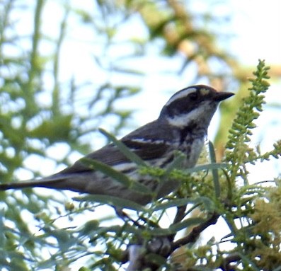 Black-throated Gray Warbler - Brian Ison