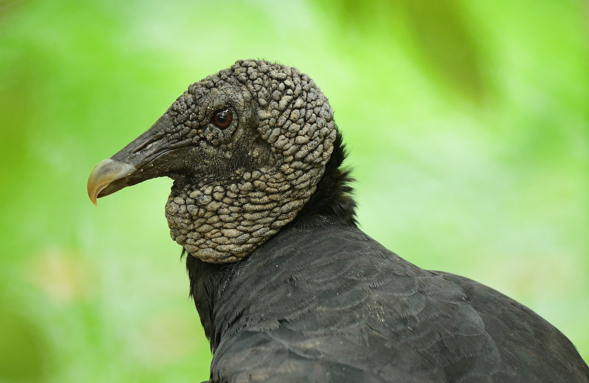 Black Vulture - François Hamel
