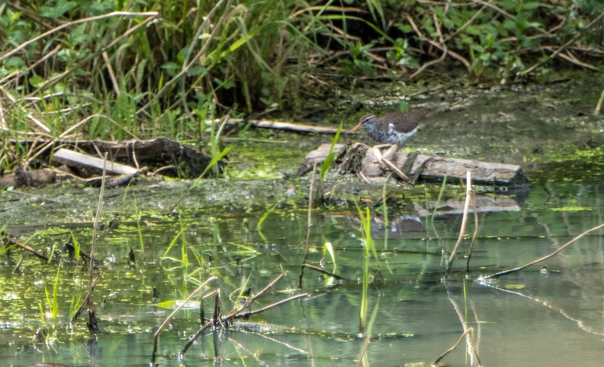 Spotted Sandpiper - Matt M.