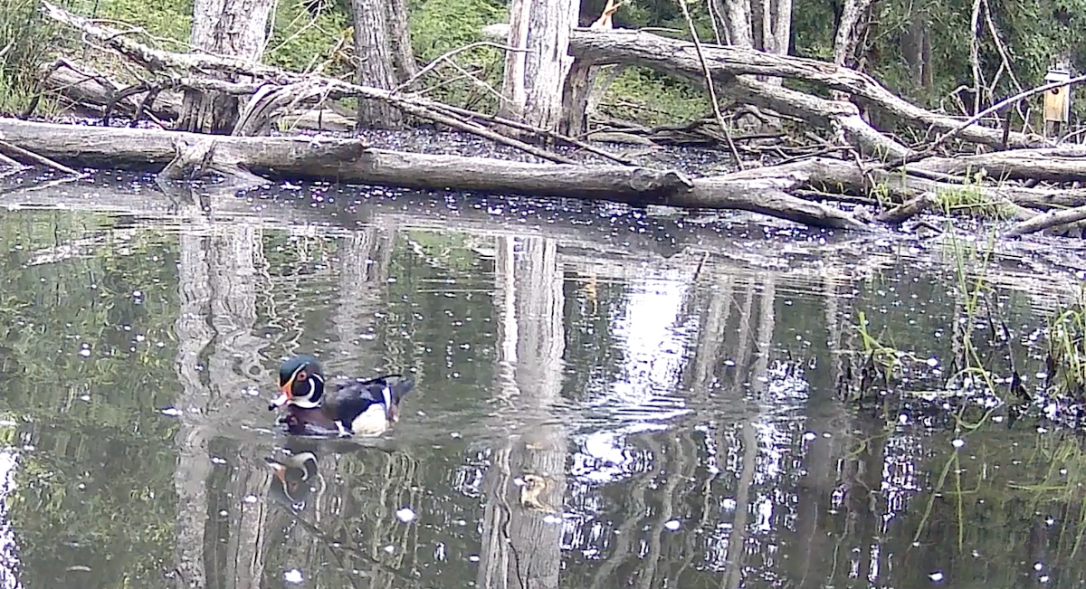 Wood Duck - Nancy  Clarke