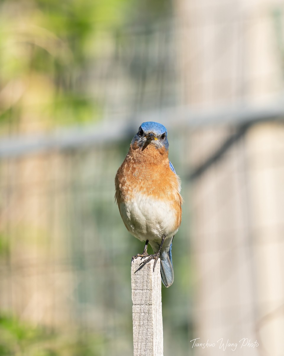 Eastern Bluebird - Tianshuo Wang