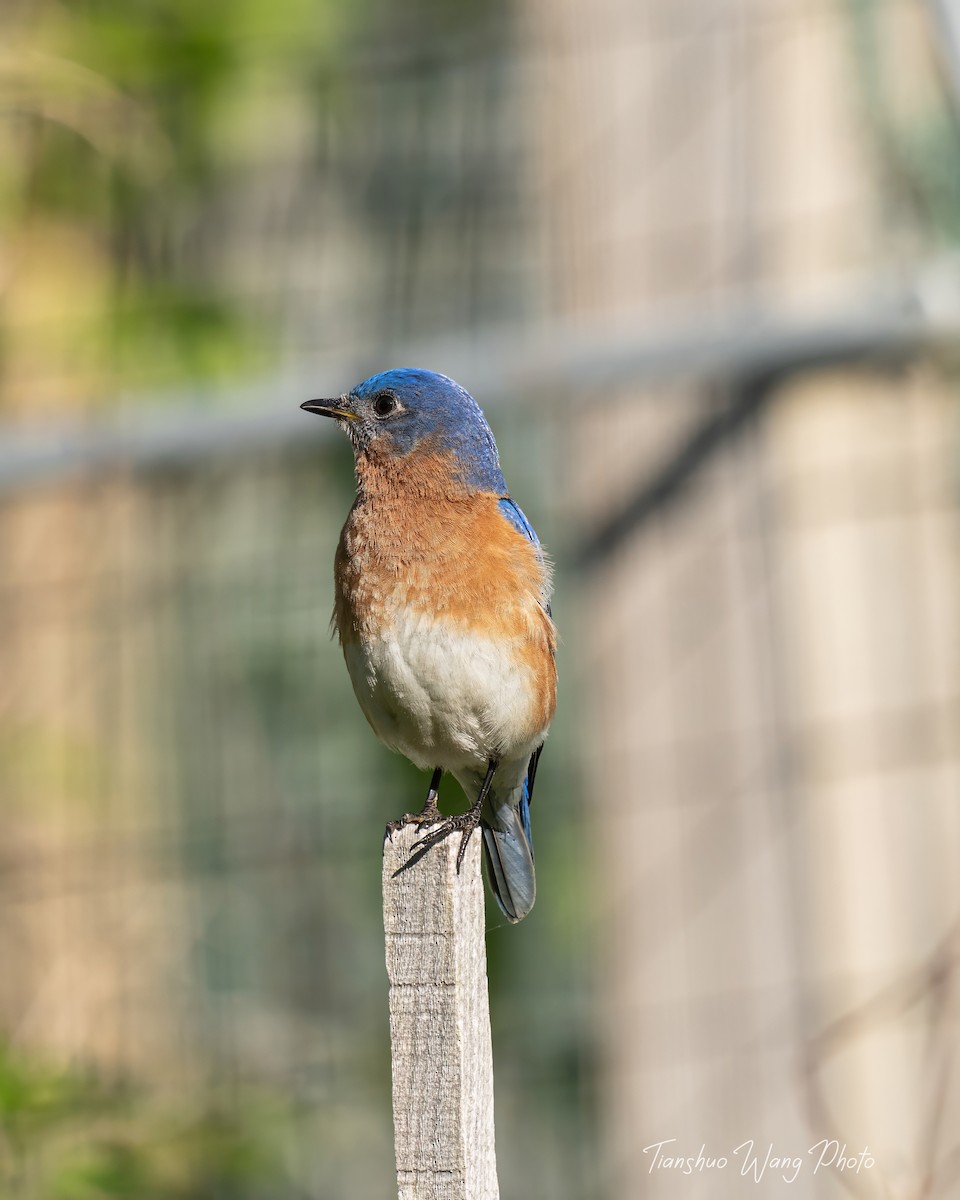 Eastern Bluebird - Tianshuo Wang