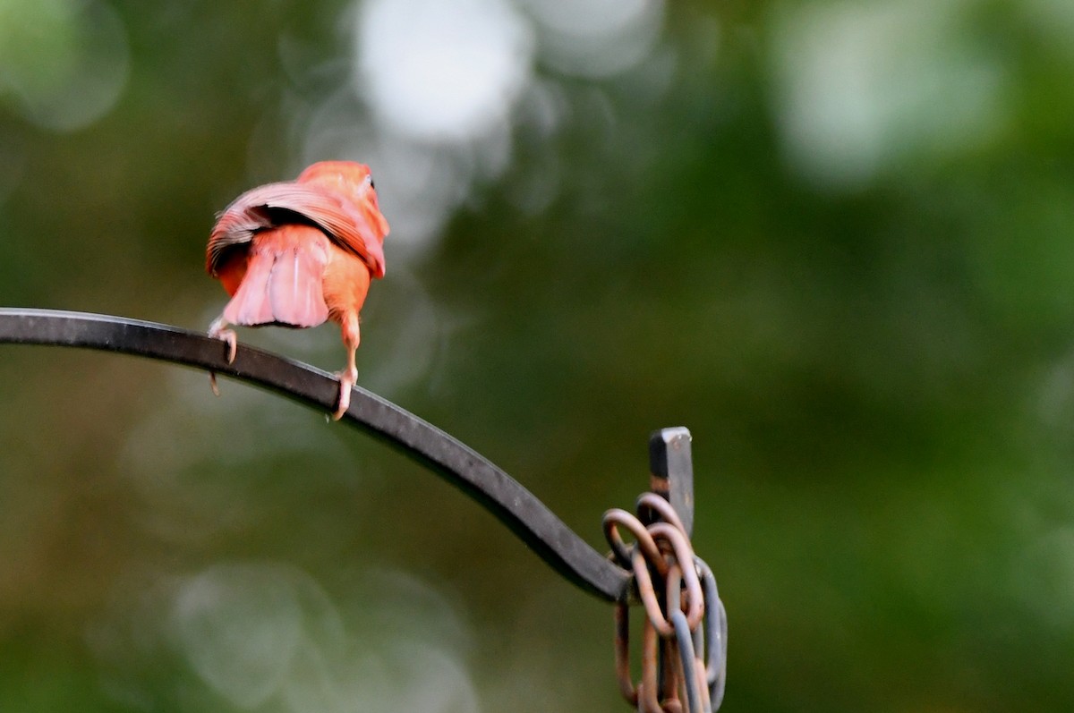 Northern Cardinal - Kevin Smith