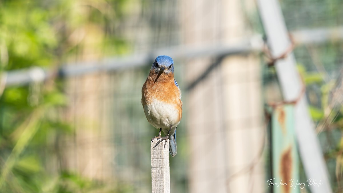 Eastern Bluebird - Tianshuo Wang