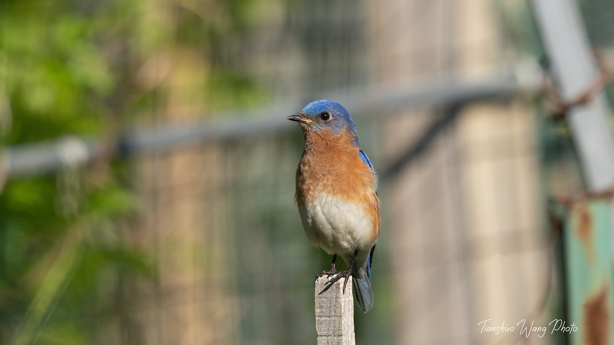 Eastern Bluebird - Tianshuo Wang