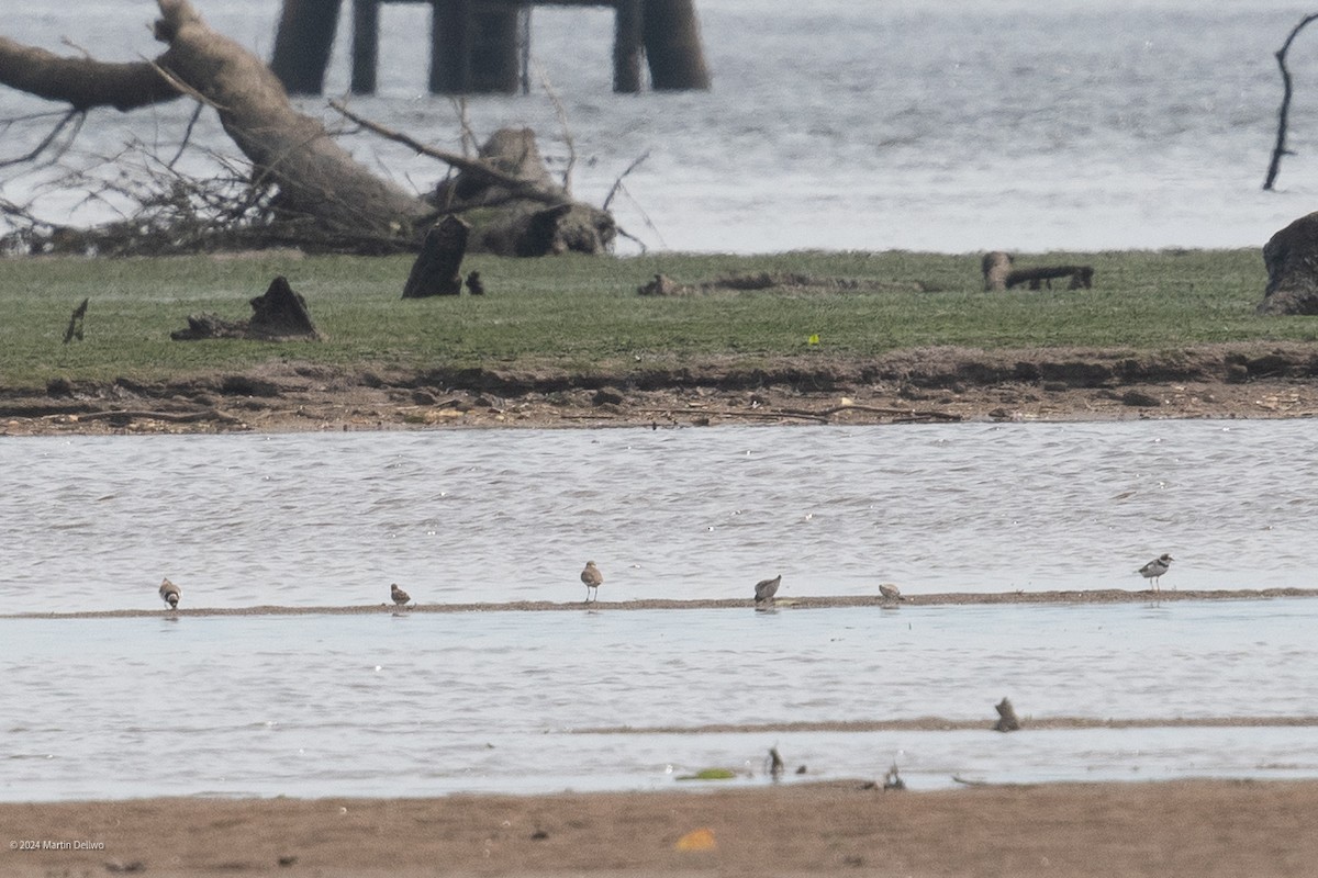 Weißbürzel-Strandläufer - ML619511368