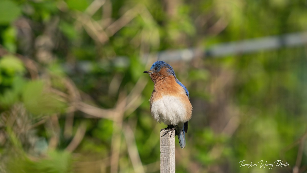 Eastern Bluebird - Tianshuo Wang