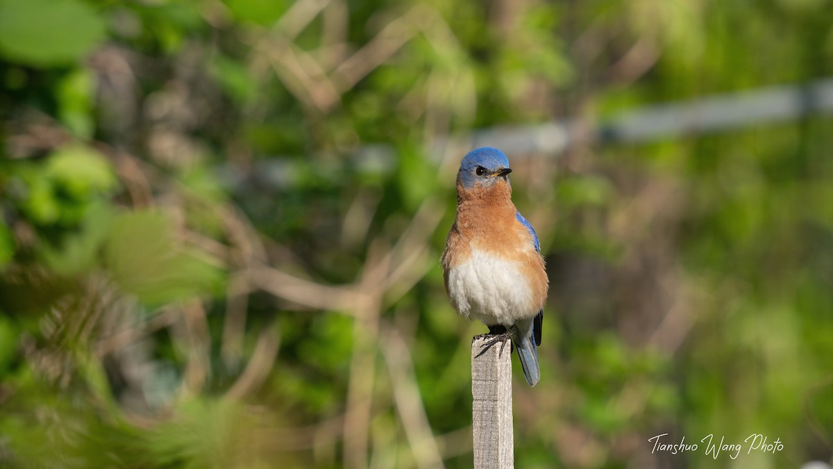 Eastern Bluebird - Tianshuo Wang