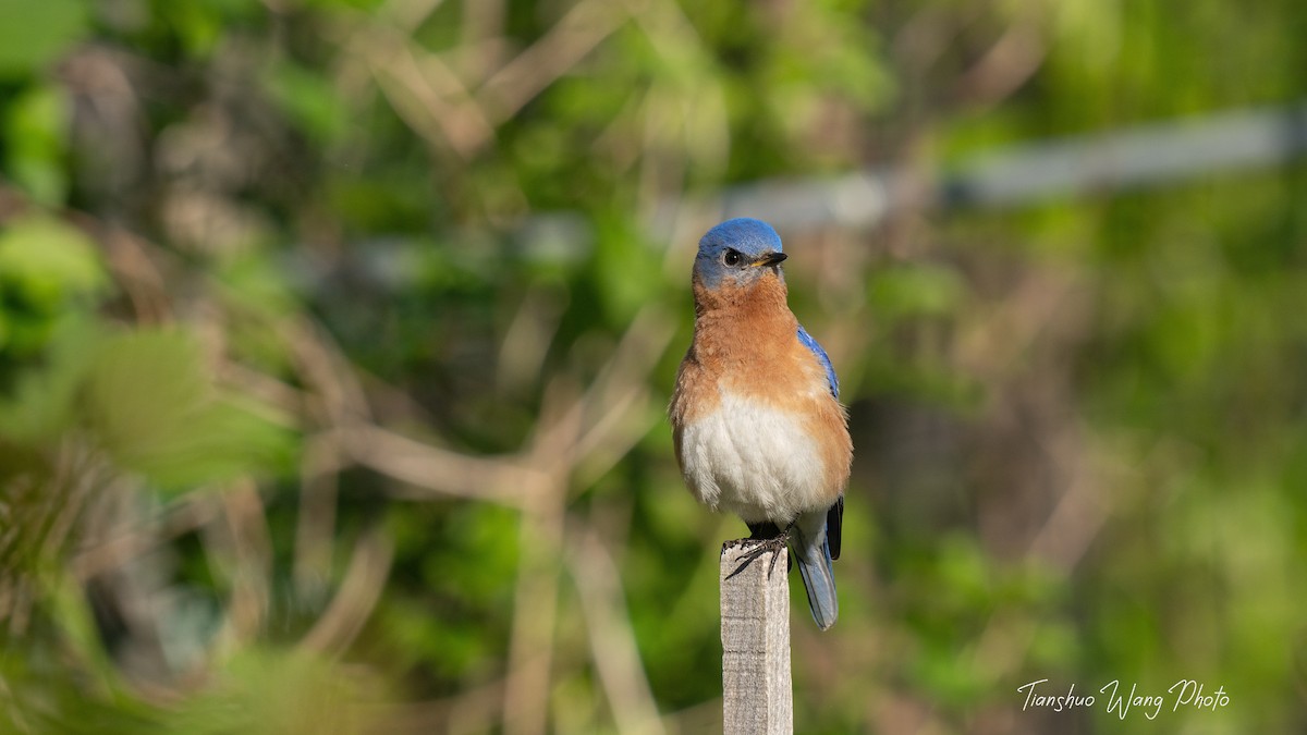 Eastern Bluebird - Tianshuo Wang