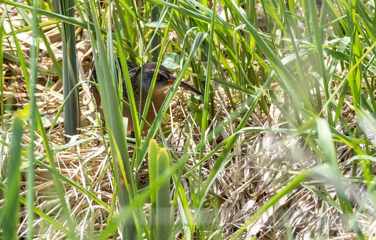 Virginia Rail - Matt M.