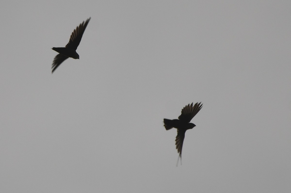 Chimney Swift - Kevin Smith