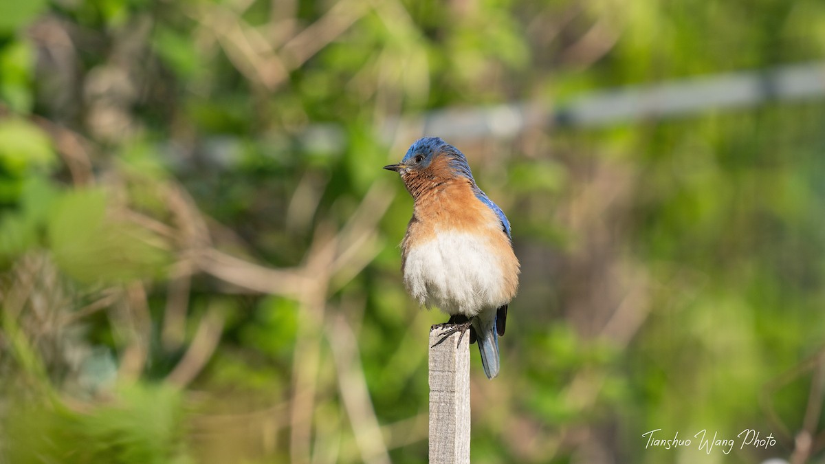 Eastern Bluebird - Tianshuo Wang