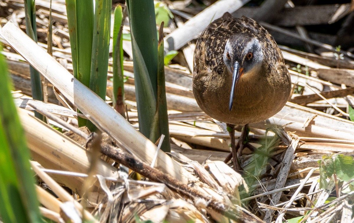 Virginia Rail - Matt M.