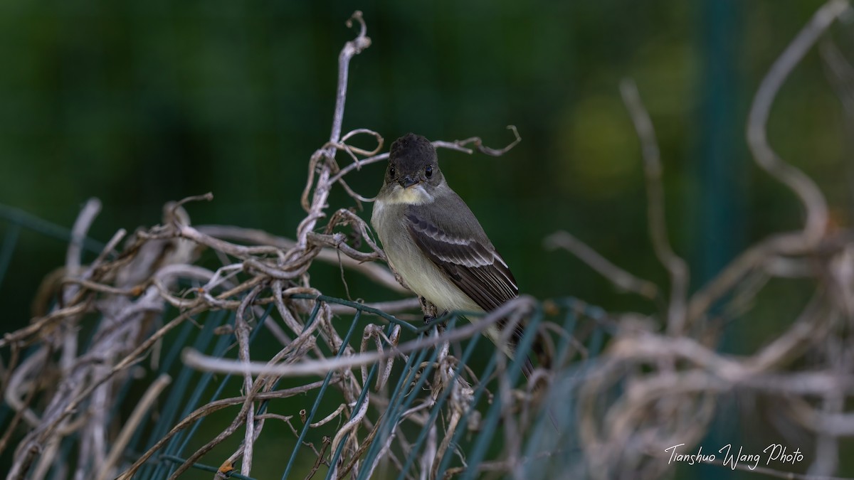 Eastern Wood-Pewee - Tianshuo Wang