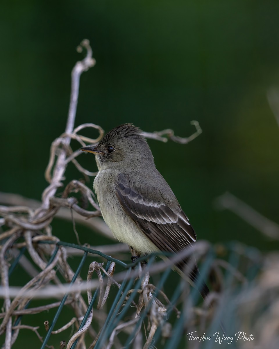 Eastern Wood-Pewee - Tianshuo Wang