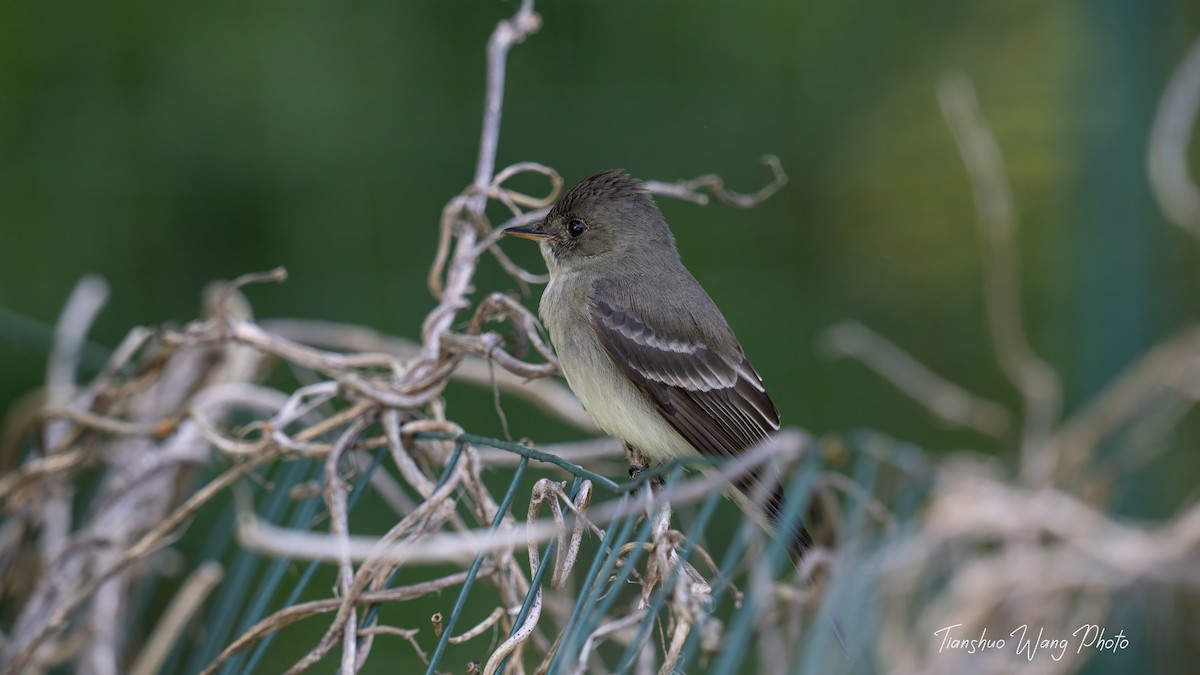 Eastern Wood-Pewee - Tianshuo Wang