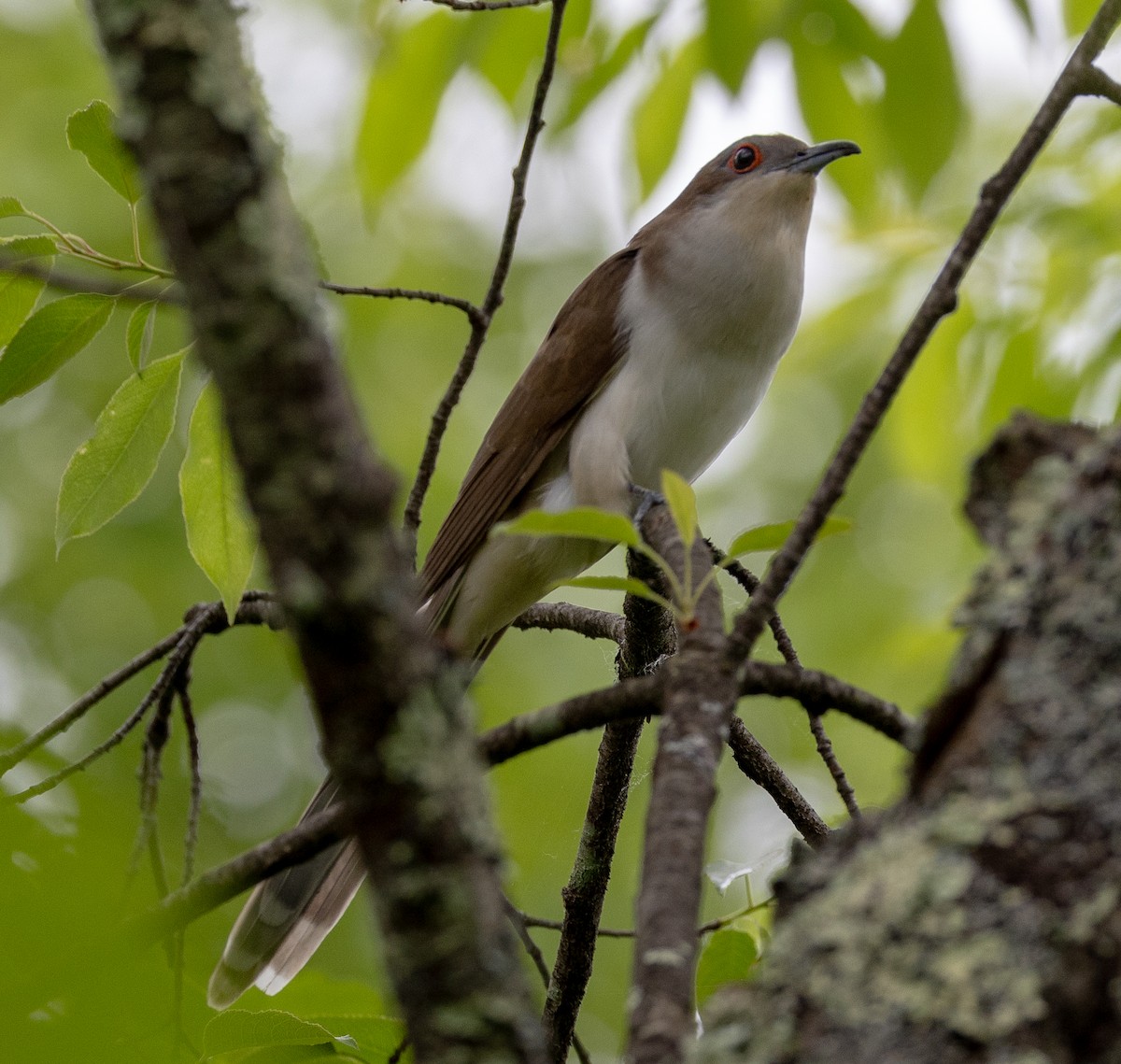 Black-billed Cuckoo - ML619511405