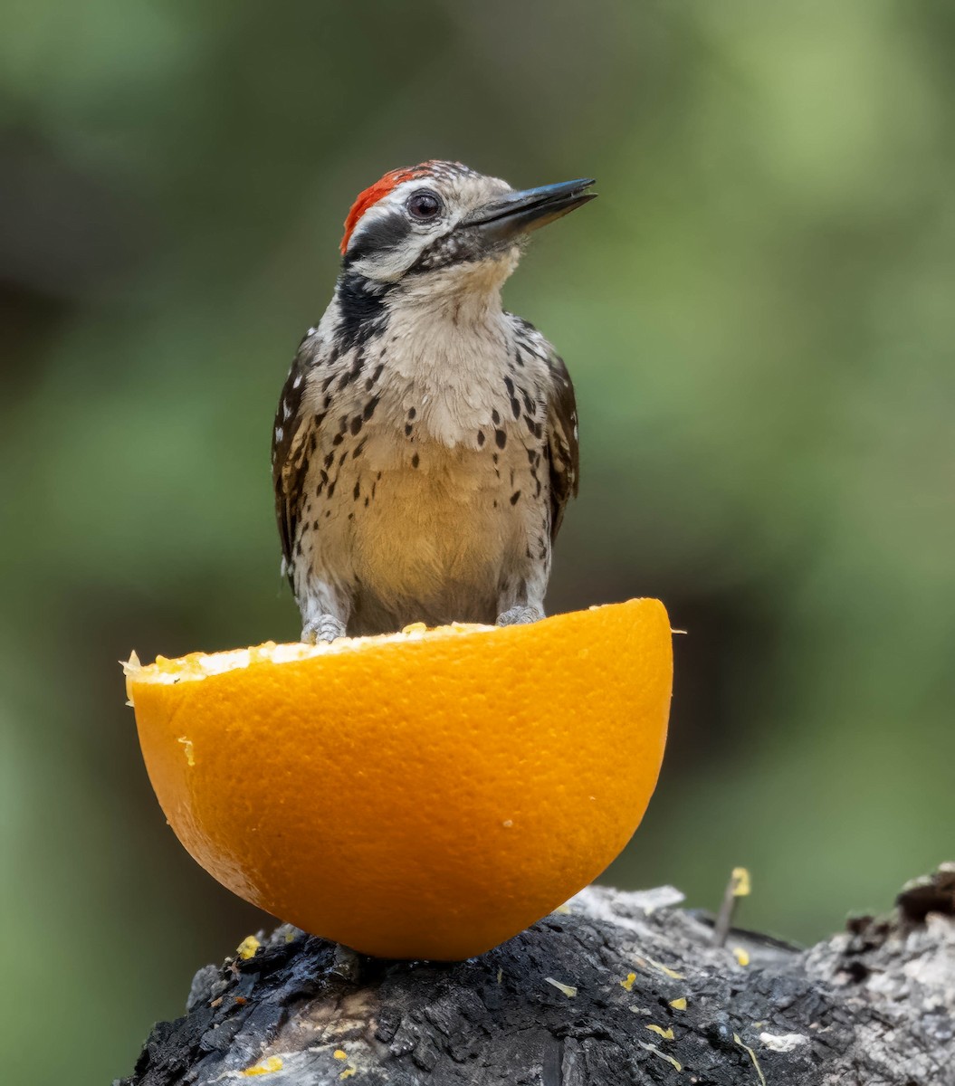 Ladder-backed Woodpecker - Howard Cox