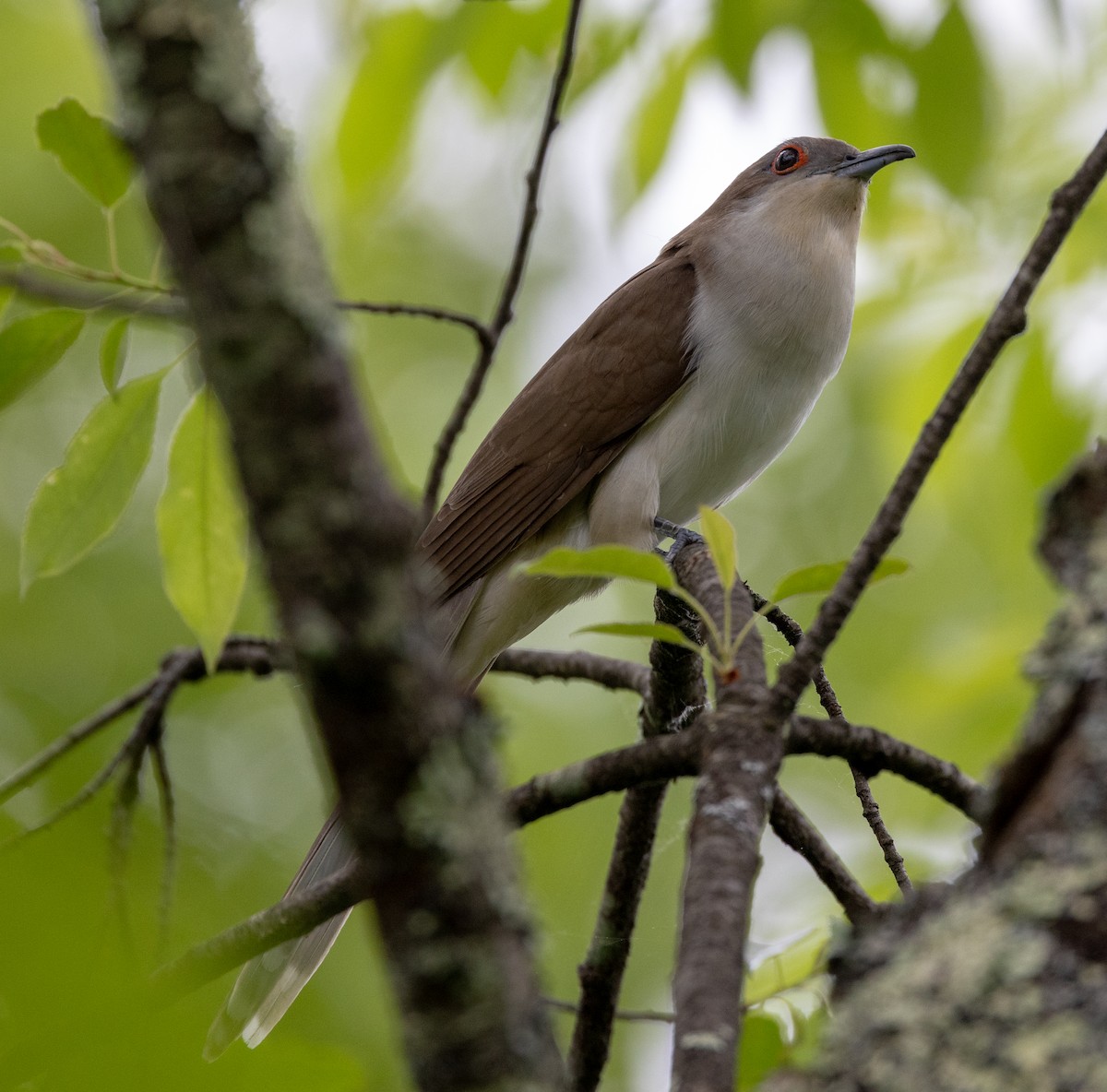 Black-billed Cuckoo - ML619511408