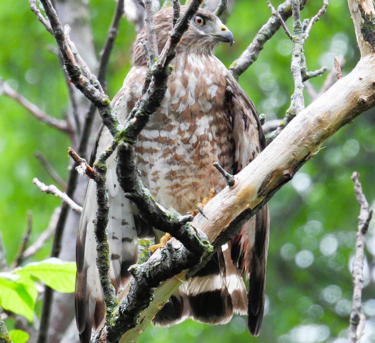 Broad-winged Hawk - Karen Carbiener