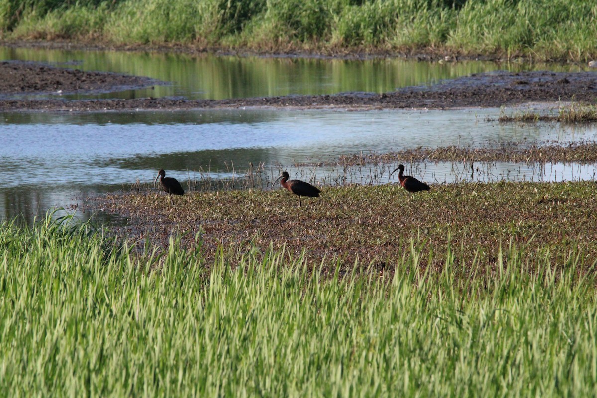 Glossy Ibis - Kevin Wistrom