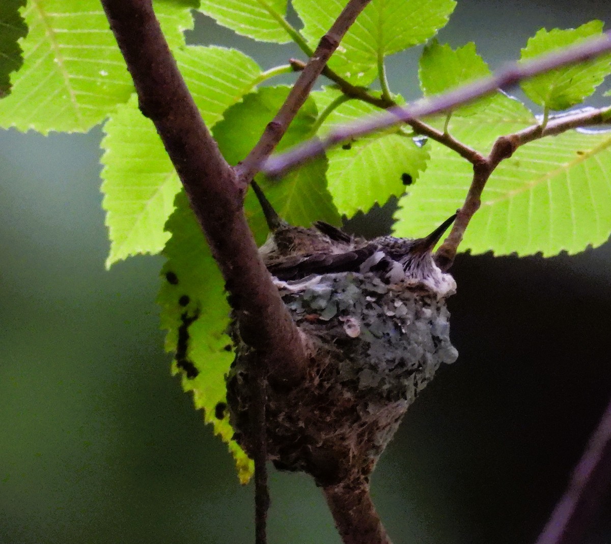 Black-chinned Hummingbird - Karen Carbiener