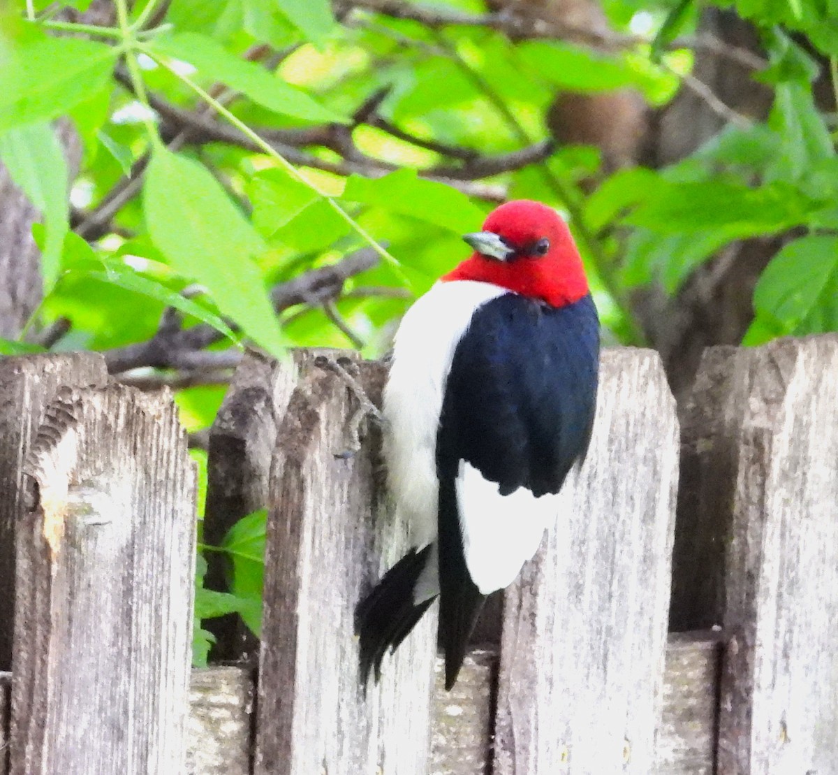 Red-headed Woodpecker - Les Gunderson